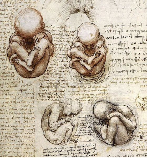 Résultat de recherche d'images pour "vinci dessins de foetus"